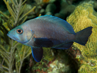 Black Hamlet - Hypoplectrus nigricans - Roatan, Honduras Black Hamlet - Hypoplectrus nigricans - Roatan, Honduras