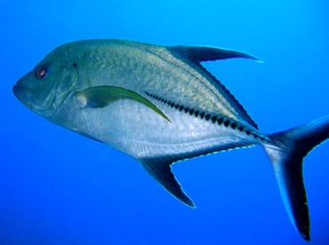 Black Jack - Caranx lugubris - Turks and Caicos Black Jack - Caranx lugubris - Turks and Caicos