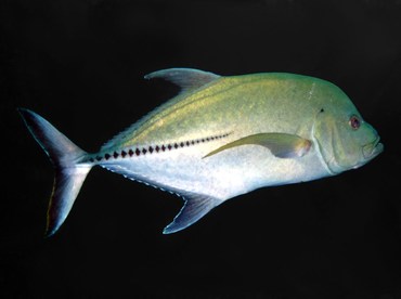 Black Jack - Caranx lugubris - Nassau, Bahamas Black Jack - Caranx lugubris - Nassau, Bahamas