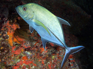Black Jack - Caranx lugubris - Eleuthera, Bahamas Black Jack - Caranx lugubris - Eleuthera, Bahamas