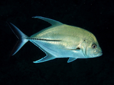 Black Jack - Caranx lugubris - Palau Black Jack - Caranx lugubris - Palau