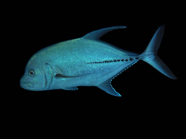 Black Jack - Caranx lugubris - Great Barrier Reef, Australia Black Jack - Caranx lugubris - Great Barrier Reef, Australia