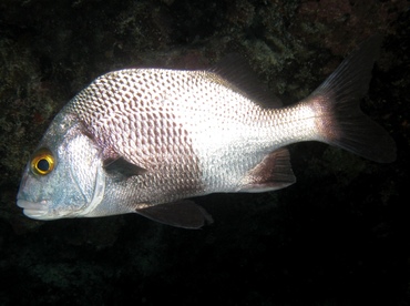 Black Margate - Anisotremus surinamensis - Key Largo, Florida