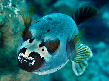 Blackspotted Puffer - Arothron nigropunctatus - Great Barrier Reef, Australia