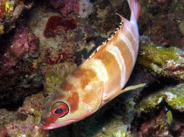 Blacktip Grouper - Epinephelus fasciatus - Dumaguete, Philippines