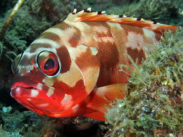 Blacktip Grouper - Epinephelus fasciatus - Bali, Indonesia