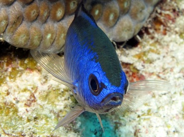 Blue Chromis - Chromis cyanea - Grand Cayman Blue Chromis - Chromis cyanea - Grand Cayman