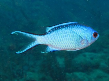 Blue Chromis - Chromis cyanea - Belize Blue Chromis - Chromis cyanea - Belize