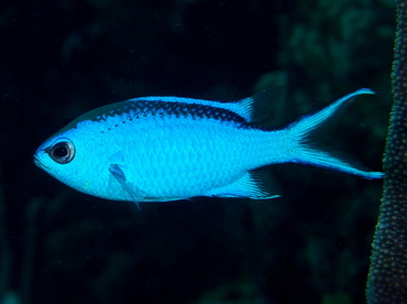 Blue Chromis - Chromis cyanea - The Exumas, Bahamas Blue Chromis - Chromis cyanea - The Exumas, Bahamas