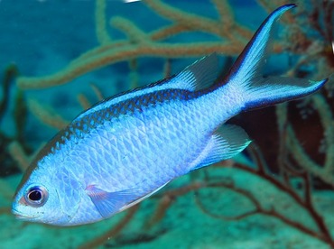 Blue Chromis - Chromis cyanea - Cozumel, Mexico Blue Chromis - Chromis cyanea - Cozumel, Mexico