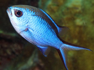 Blue Chromis - Chromis cyanea - Bonaire Blue Chromis - Chromis cyanea - Bonaire