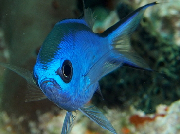 Blue Chromis - Chromis cyanea - The Exumas, Bahamas Blue Chromis - Chromis cyanea - The Exumas, Bahamas