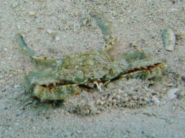 Common Blue Crab - Callinectes sapidus - Turks and Caicos Common Blue Crab - Callinectes sapidus - Turks and Caicos