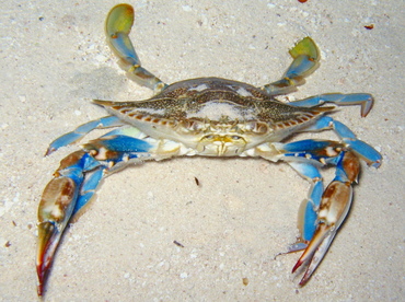 Common Blue Crab - Callinectes sapidus - Belize Common Blue Crab - Callinectes sapidus - Belize