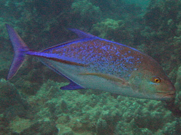 Bluefin Trevally - Caranx melampygus - Maui, Hawaii Bluefin Trevally - Caranx melampygus - Maui, Hawaii
