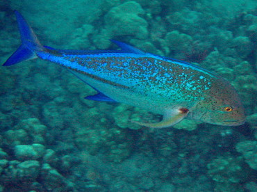 Bluefin Trevally - Caranx melampygus - Maui, Hawaii Bluefin Trevally - Caranx melampygus - Maui, Hawaii