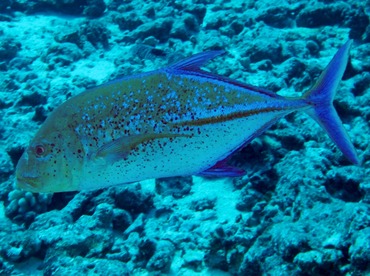 Bluefin Trevally - Caranx melampygus - Maui, Hawaii Bluefin Trevally - Caranx melampygus - Maui, Hawaii