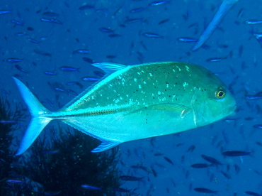 Bluefin Trevally - Caranx melampygus - Fiji Bluefin Trevally - Caranx melampygus - Fiji