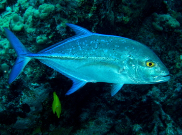 Bluefin Trevally - Caranx melampygus - Big Island, Hawaii Bluefin Trevally - Caranx melampygus - Big Island, Hawaii
