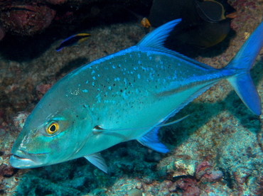 Bluefin Trevally - Caranx melampygus - Big Island, Hawaii Bluefin Trevally - Caranx melampygus - Big Island, Hawaii