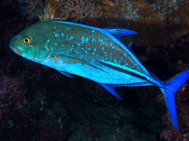 Bluefin Trevally - Caranx melampygus - Palau Bluefin Trevally - Caranx melampygus - Palau