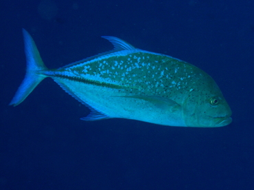 Bluefin Trevally - Caranx melampygus - Palau Bluefin Trevally - Caranx melampygus - Palau
