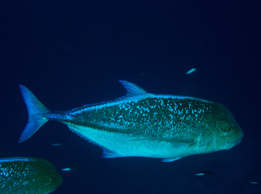 Bluefin Trevally - Caranx melampygus - Wakatobi, Indonesia Bluefin Trevally - Caranx melampygus - Wakatobi, Indonesia
