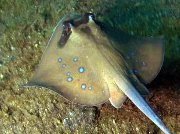 Blue-Spotted Stingray - Neotrygon kuhlii - Lembeh Strait, Indonesia Blue-Spotted Stingray - Neotrygon kuhlii - Lembeh Strait, Indonesia