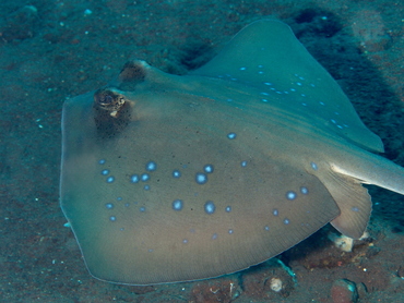 Blue-Spotted Stingray - Neotrygon kuhlii - Bali, Indonesia Blue-Spotted Stingray - Neotrygon kuhlii - Bali, Indonesia