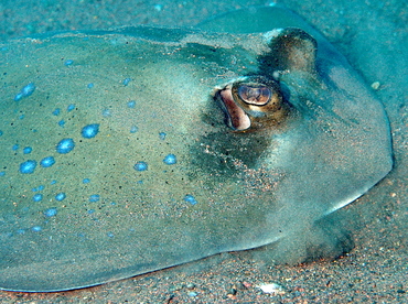 Blue-Spotted Stingray - Neotrygon kuhlii - Bali, Indonesia Blue-Spotted Stingray - Neotrygon kuhlii - Bali, Indonesia