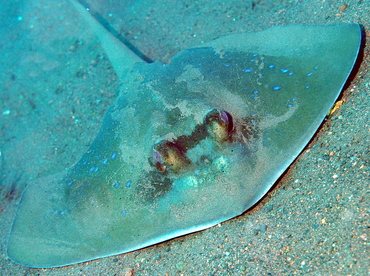 Blue-Spotted Stingray - Neotrygon kuhlii - Bali, Indonesia Blue-Spotted Stingray - Neotrygon kuhlii - Bali, Indonesia