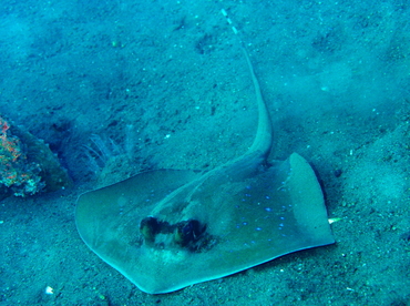 Blue-Spotted Stingray - Neotrygon kuhlii - Bali, Indonesia Blue-Spotted Stingray - Neotrygon kuhlii - Bali, Indonesia