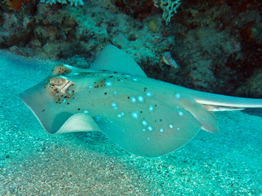 Blue-Spotted Stingray - Neotrygon kuhlii - Great Barrier Reef, Australia Blue-Spotted Stingray - Neotrygon kuhlii - Great Barrier Reef, Australia