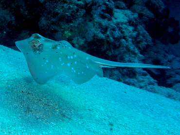 Blue-Spotted Stingray - Neotrygon kuhlii - Great Barrier Reef, Australia Blue-Spotted Stingray - Neotrygon kuhlii - Great Barrier Reef, Australia