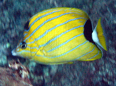 Bluestripe Butterflyfish - Chaetodon fremblii - Maui, Hawaii Bluestripe Butterflyfish - Chaetodon fremblii - Maui, Hawaii