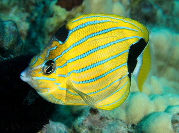 Bluestripe Butterflyfish - Chaetodon fremblii - Oahu, Hawaii Bluestripe Butterflyfish - Chaetodon fremblii - Oahu, Hawaii