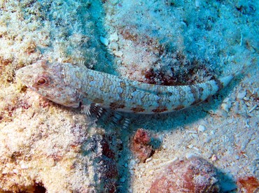 Bluestriped Lizardfish - Synodus saurus - Aruba Bluestriped Lizardfish - Synodus saurus - Aruba