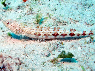 Bluestriped Lizardfish - Synodus saurus - Cozumel, Mexico Bluestriped Lizardfish - Synodus saurus - Cozumel, Mexico