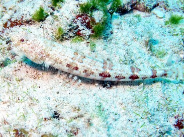 Bluestriped Lizardfish - Synodus saurus - Cozumel, Mexico Bluestriped Lizardfish - Synodus saurus - Cozumel, Mexico