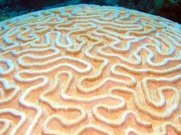 Boulder Brain Coral - Colpophyllia natans - Bonaire Boulder Brain Coral - Colpophyllia natans - Bonaire