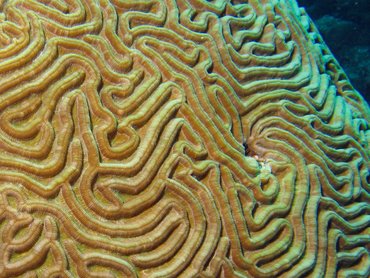 Boulder Brain Coral - Colpophyllia natans - Aruba Boulder Brain Coral - Colpophyllia natans - Aruba