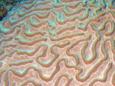 Boulder Brain Coral - Colpophyllia natans - Turks and Caicos Boulder Brain Coral - Colpophyllia natans - Turks and Caicos