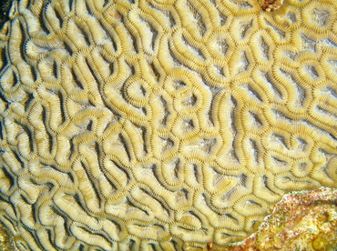 Boulder Brain Coral - Colpophyllia natans - Grand Cayman Boulder Brain Coral - Colpophyllia natans - Grand Cayman