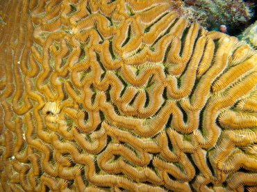 Boulder Brain Coral - Colpophyllia natans - The Exumas, Bahamas Boulder Brain Coral - Colpophyllia natans - The Exumas, Bahamas