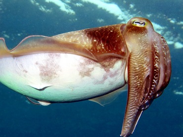Broadclub Cuttlefish - Sepia latimanus - Palau