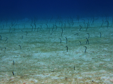 Brown Garden Eel - Heteroconger longissimus - Turks and Caicos Brown Garden Eel - Heteroconger longissimus - Turks and Caicos