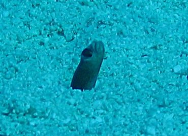 Brown Garden Eel - Heteroconger longissimus - Turks and Caicos Brown Garden Eel - Heteroconger longissimus - Turks and Caicos