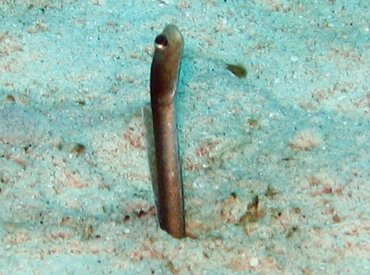 Brown Garden Eel - Heteroconger longissimus - Nassau, Bahamas Brown Garden Eel - Heteroconger longissimus - Nassau, Bahamas