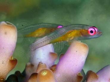 Pinkeye Goby - Bryaninops natans - Anilao, Philippines