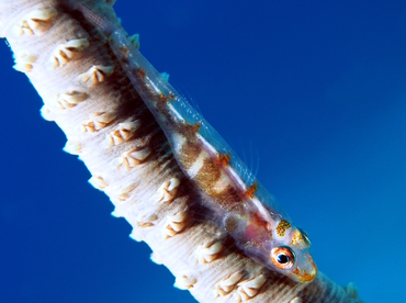 Wire Coral Goby - Bryaninops yongei - Fiji Wire Coral Goby - Bryaninops yongei - Fiji